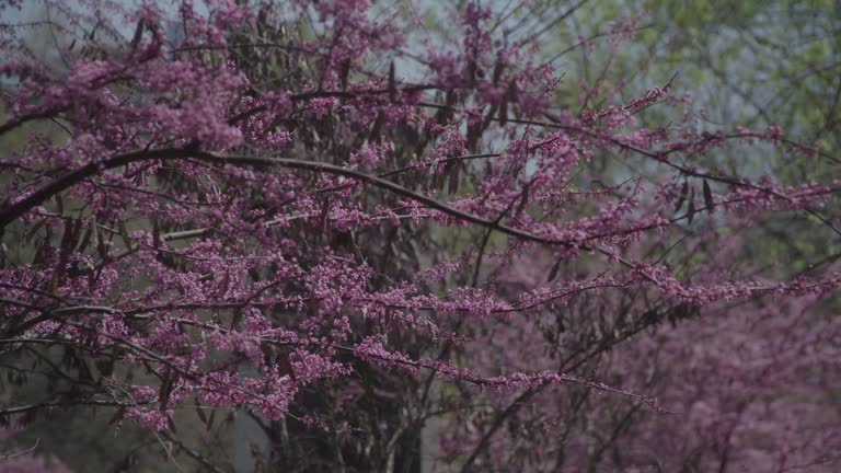 Dense clusters of vibrant pink flowers bloom on a tree's branches, filling the frame with a tapestry of spring color, softened by a gentle bokeh background.