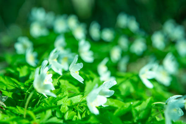 Wild flower Anemone nemorosa plant bud