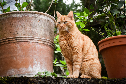 An orange cat sitting in the garden