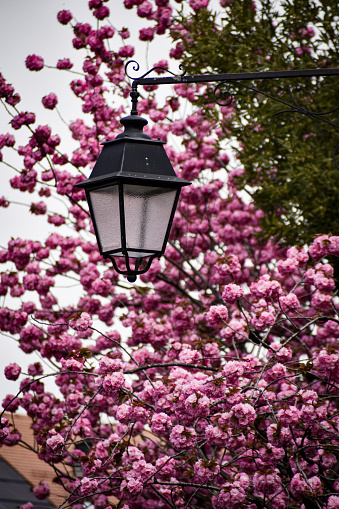 An abstract image or background of a street lamp with pink cherry blossom blooming in Spring
