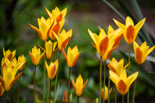 Tulipa clusiana, the lady tulip, is an Asian species of tulip native to Afghanistan, Iran, Iraq, Pakistan and the western Himalayas. It is widely cultivated as an ornamental and is reportedly naturalized in France, Spain, Portugal, Italy, Tunisia, Greece, and Turkey.