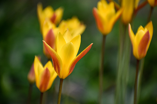 Tulipa clusiana, the lady tulip, is an Asian species of tulip native to Afghanistan, Iran, Iraq, Pakistan and the western Himalayas. It is widely cultivated as an ornamental and is reportedly naturalized in France, Spain, Portugal, Italy, Tunisia, Greece, and Turkey.