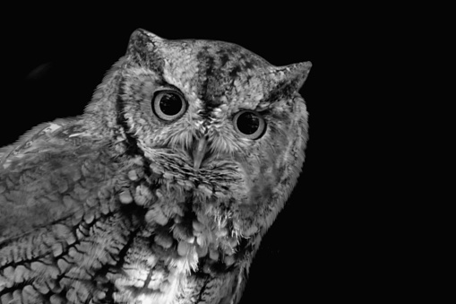 Wild eastern screech owl closeup face with big round eyes