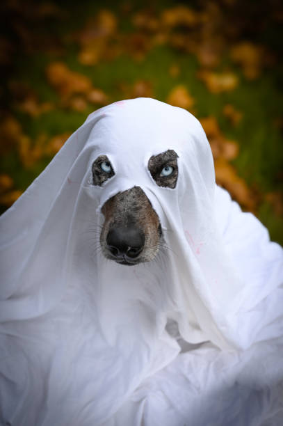 istock Dog in a ghost costume 2148152994