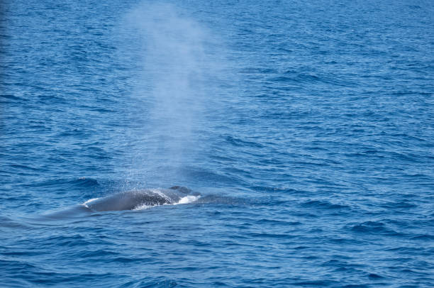 istock Whale watching sightseeing trip from a boat in the mediterranean sea 2148153423