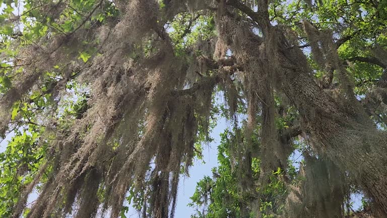 Spanish Moss Blowing in Breeze