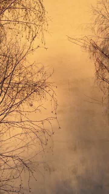 Tree Shadow on Yellow Wall