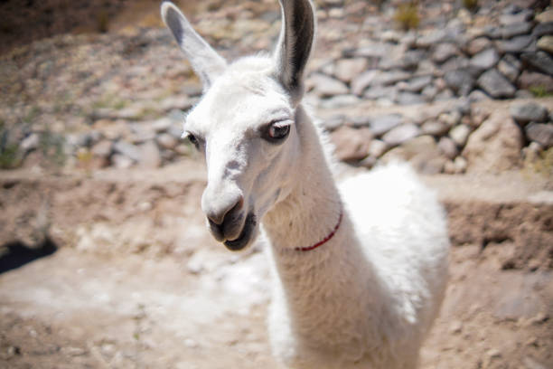 Llama in Mamina, Iquique, Huara, Chile