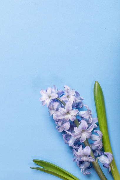 Spring blossoming image. Delicate light purple hyacinth flower on light blue background. Card for any spring or summer holiday. Natural floral card. Vertical format.