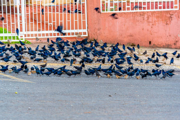 Birds feeding in the street. Black birds.