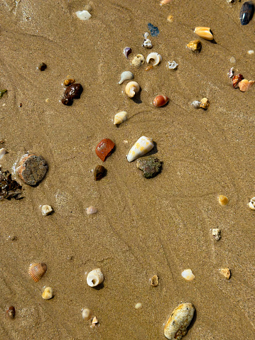 A detailed top view of various seashells and stones scattered on wet sand, capturing the essence of beachcombing