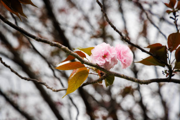 Close-up of a kikuzakura flower