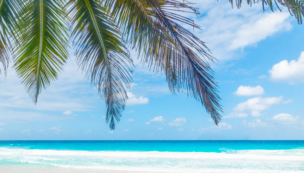 istock Blue sea and palm trees in a tropical beach 2148159419