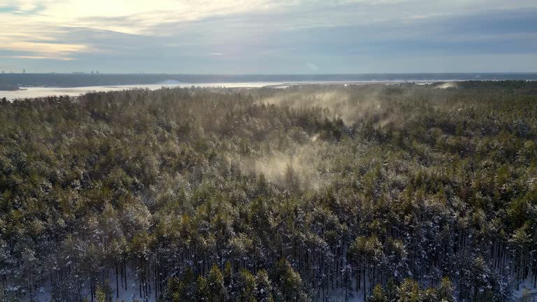 aerial view of a dense, snow-covered forest with evergreen trees  that are short and bushy and appear white because of the snow, Orbit Pan Shot