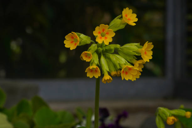 Cowslip, common cowslip or primrose, in Latin called Primula Veris or Primula officinalis Hill. Close up view on the cluster of flowers on a dark background.