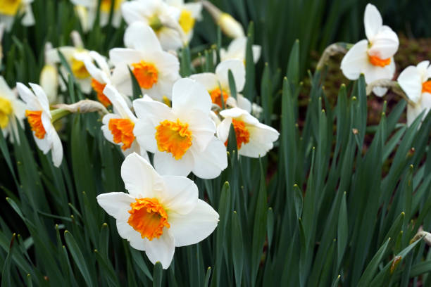 istock Daffodil Orange bride in full blossom. 2148159768