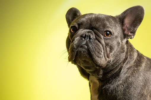 Grumpy looking frenchie on a yellow background