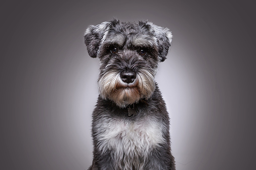 miniature schnauzer looking seriously into the camera