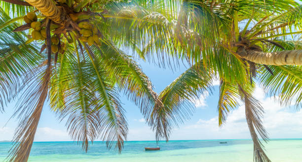 istock Palm trees over the sea in a tropical beach 2148162495
