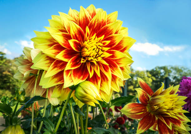 Colorful dahlia in red and yellow