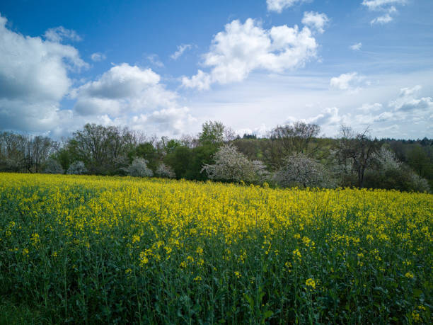Yellow flowering rapeseed field captured with drone in spring