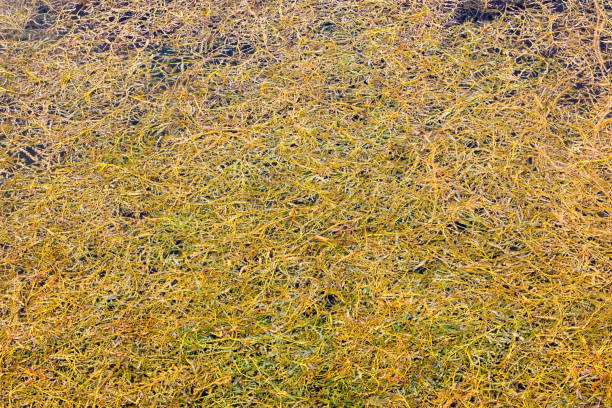 Dense floating curled pondweed potamogeton crispus on pond surface at sunny day, full-frame background.