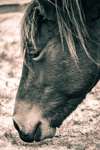 istock Horse from Assateague Island named Assateague’s Phoenix 2148167326