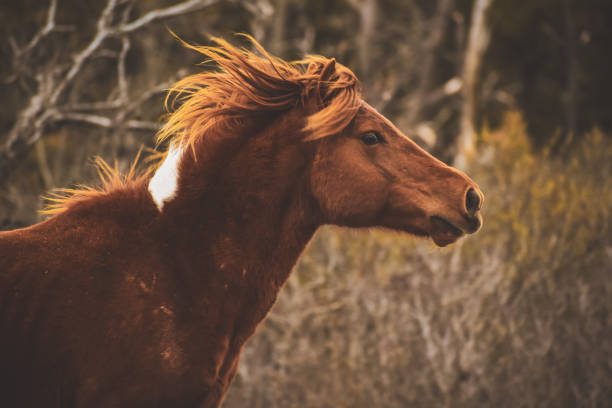Horse from Assateague Island named Assateague’s Phoenix