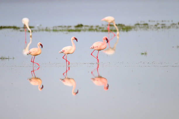 istock Reflection of Flamingos in Kenya 2148167958