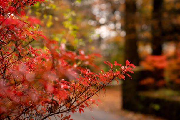 Colorful maple tree on a lake during autumn