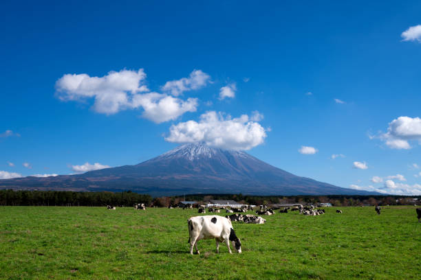 Beautiful Mount Fuji in Japan