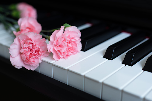 Pink flower on black and white piano keys