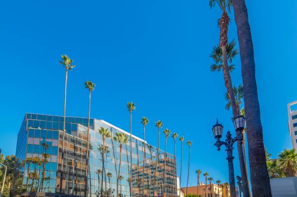 istock Palm trees and modern beuildings in world famous Hollywood boulevard 2148169694