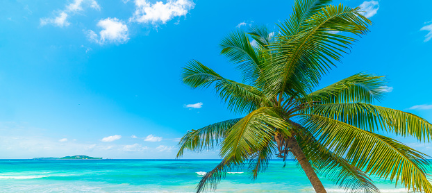 Palm tree and turquoise water in a tropical beach on a sunny day