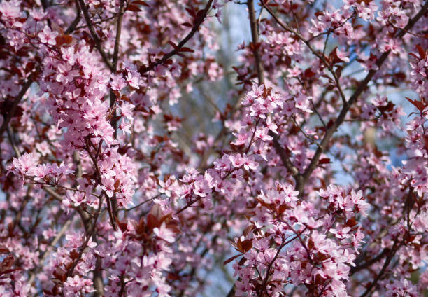 istock Sakura flowers bloomed in a park in Ukraine 2148170341