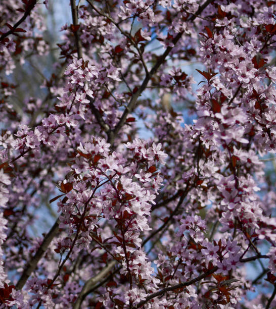 istock Sakura flowers bloomed in a park in Ukraine 2148170361