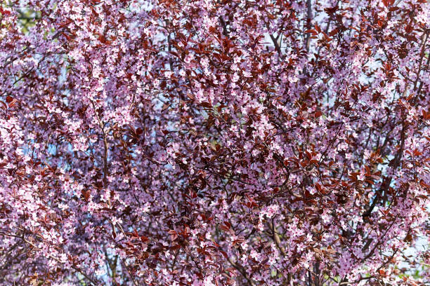 istock Sakura flowers bloomed in a park in Ukraine 2148170371