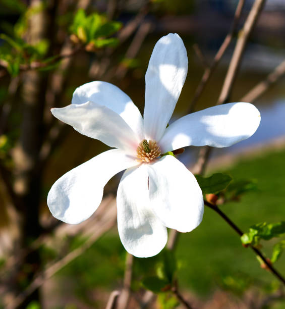 istock magnolia flowers bloomed in a park in Ukraine 2148170376