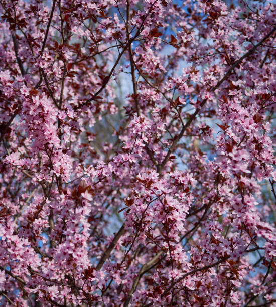 istock Sakura flowers bloomed in a park in Ukraine 2148170380