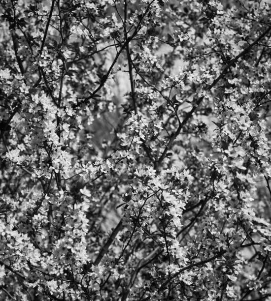 This Is black and white photo of the rose flower.This photo Is taken with Motorola smartphone . This shoot Is taken in ma garden . Photography Is my first and only hobby so far.