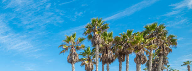 istock Palms under a blue sky with clouds in California 2148170426