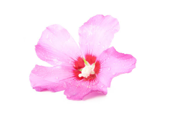 Anchan tea flower isolated on white background