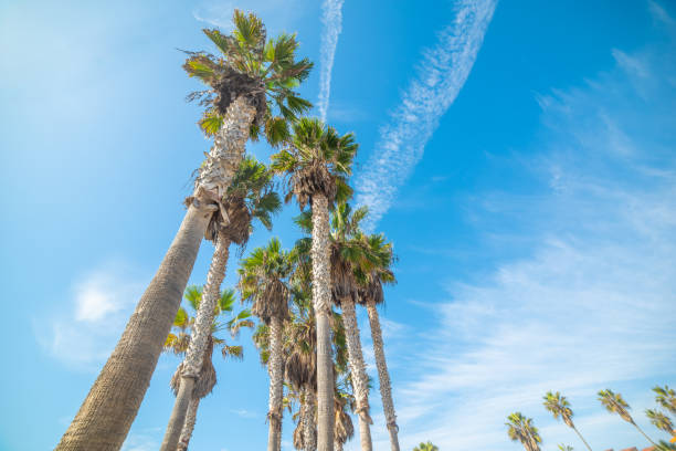 Californian palm trees under a blue sky with some clouds