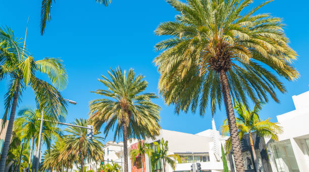 istock Palm trees in world famous Rodeo Drive in Beverly Hills 2148170756