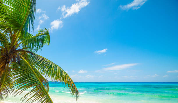 istock Blue sky over a tropical beach with turquoise water 2148170833