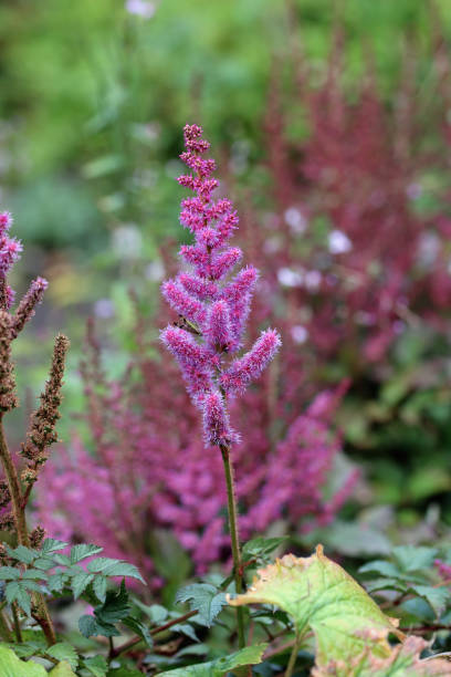 istock Pink Astilbe flowers in close up 2148170878