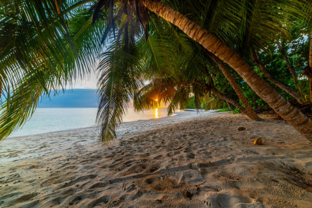istock Palm trees by the sea in a tropical beach 2148171273