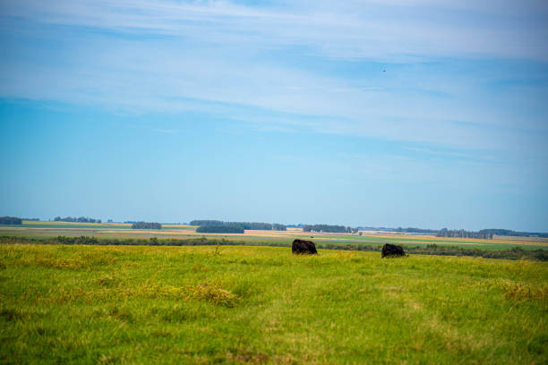 Rural landscape bordering Brazil and Uruguay. Pampas biome. Area of agricultural production fields. countryside landscape in south america