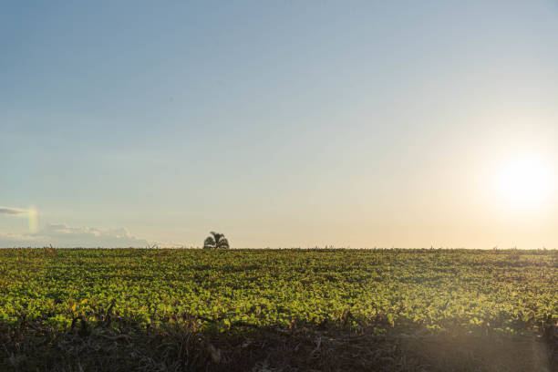 istock Soybean cultivation fields in Rio Grande do Sul, Brazil. 2148171969