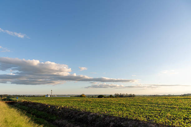 istock Soybean cultivation fields in Rio Grande do Sul, Brazil. 2148171986